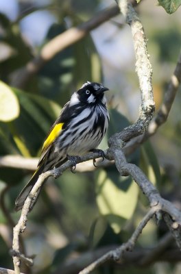 new holland honey eater posing