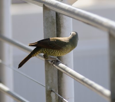 female satin bower bird