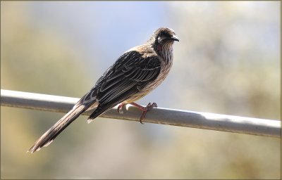 red wattle bird