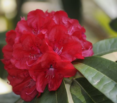 rhododendron copy.jpg