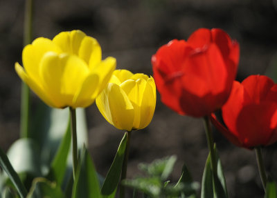 tulips copy.jpg
