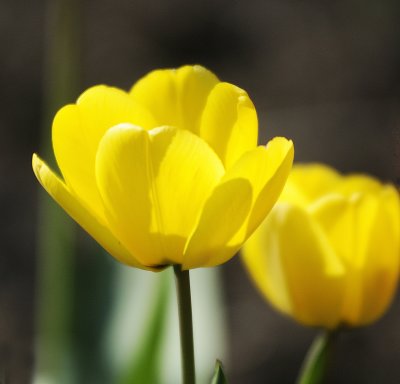 yellow tulip copy.jpg