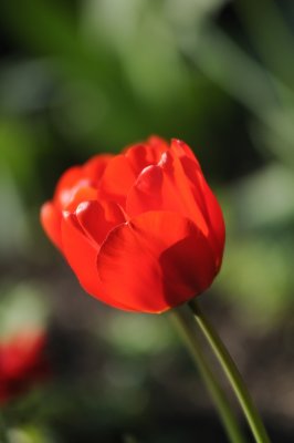 red tulip.jpg