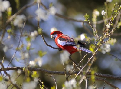 crimson rosella