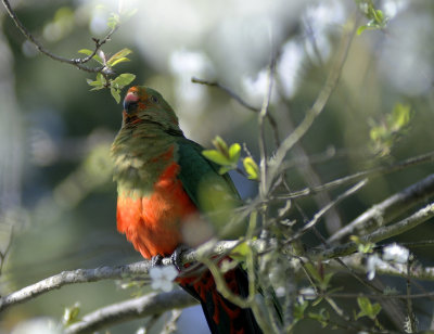 young king parrot