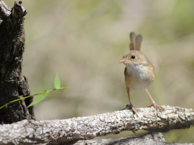 female wren.