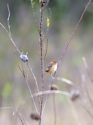 golden headed cisticola