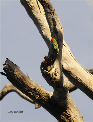 little lorikeet