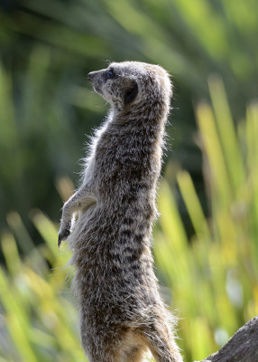 lookout