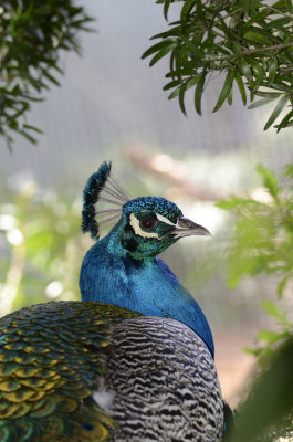 getting close to peacock