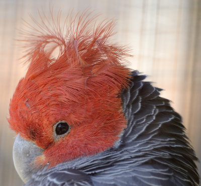 no idea what this parrot is but bad hair day