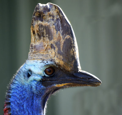 scary cassowary
