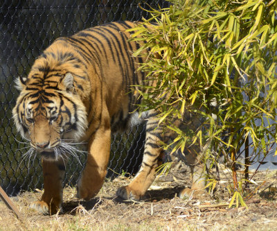 confined tiger