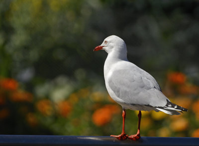 seagull and flowers