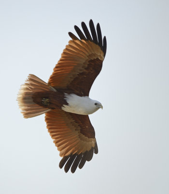 kite just cropped to portrait