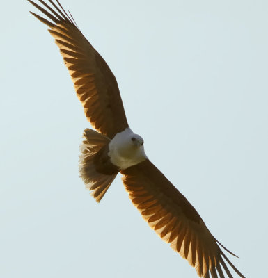 so close overhead i lost his wing tips