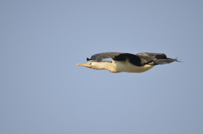 guided missile cormorant