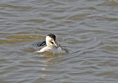 cormorant and fish.jpg