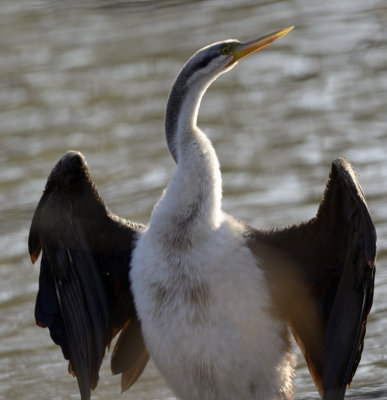 darter late afternoon sunshine.jpg