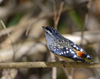 male pardalote