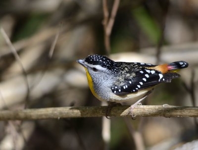 male red rumped form spotted pardalote