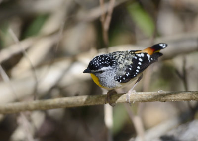 male 