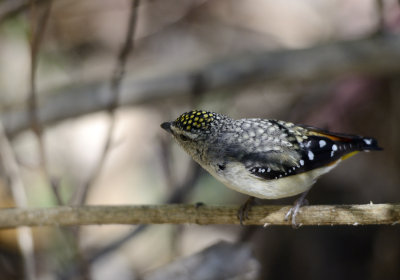 female