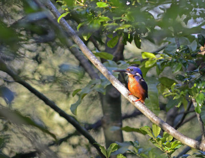 azure kingfisher.jpg