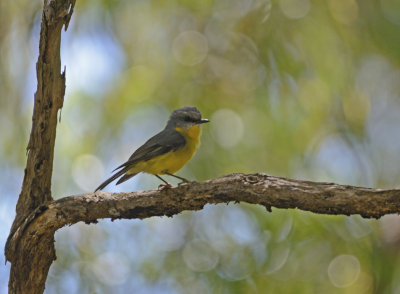 robin with pp in photoshop 
