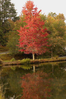 autumn colours copy.jpg