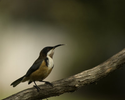 eastern spinebill