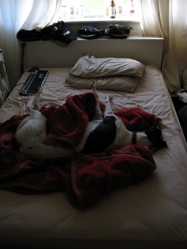 carlowbed4.jpg