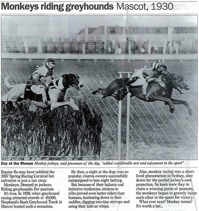 monkey_jokeys1.jpg
