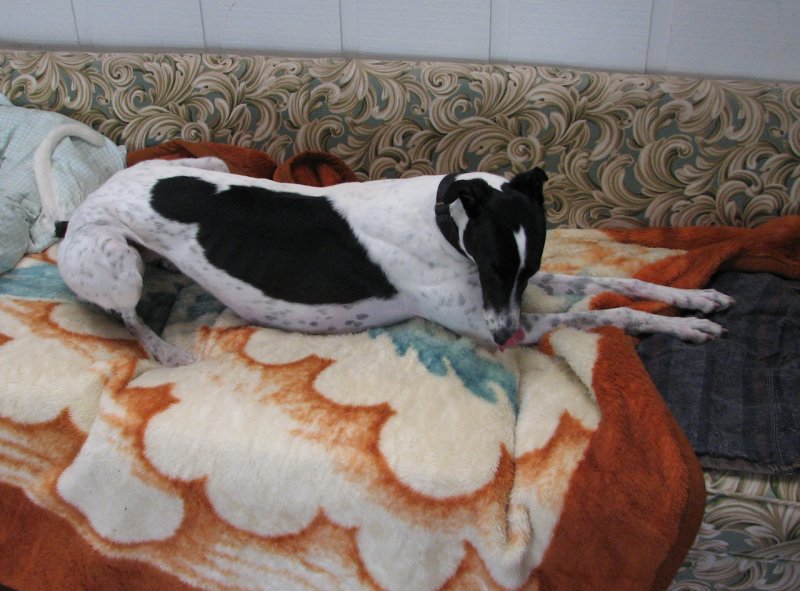 carlowsofa.jpg