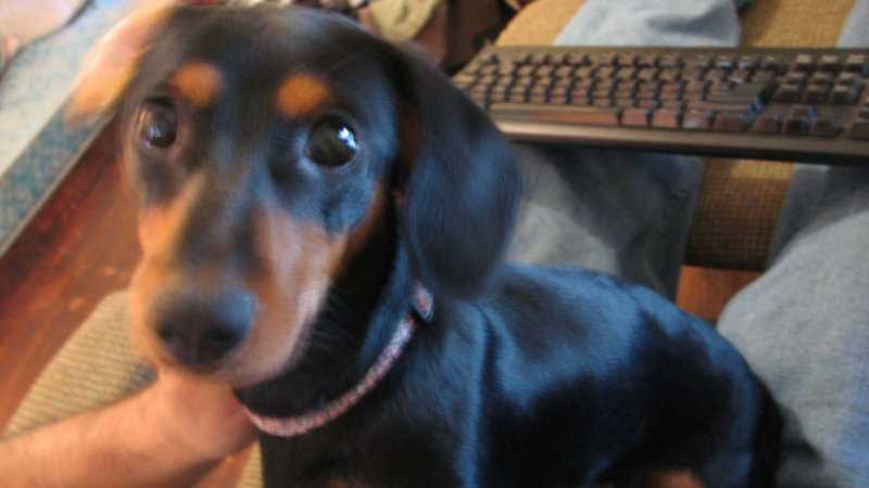 Wiener.jpg