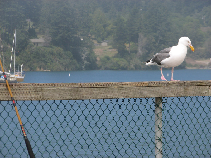 Brookings, OREGON