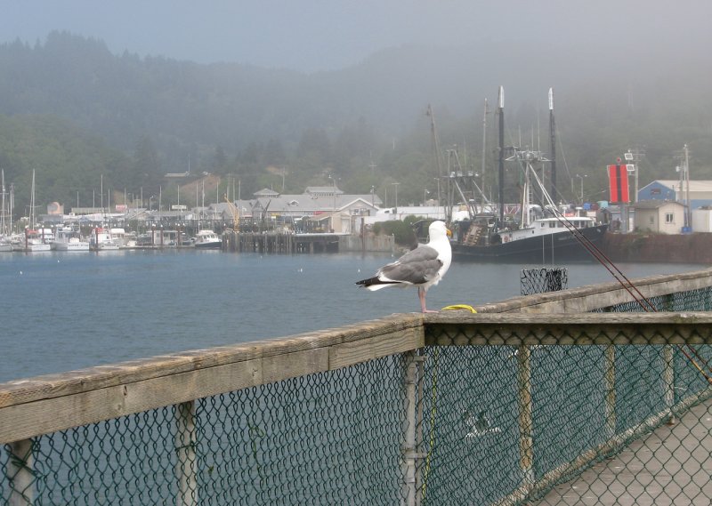 Brookings, OREGON