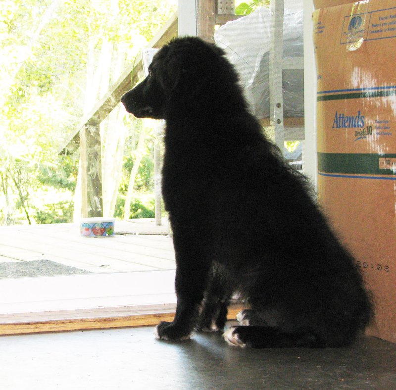 pup1.jpg