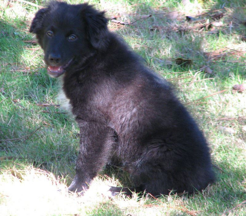 pup2.jpg