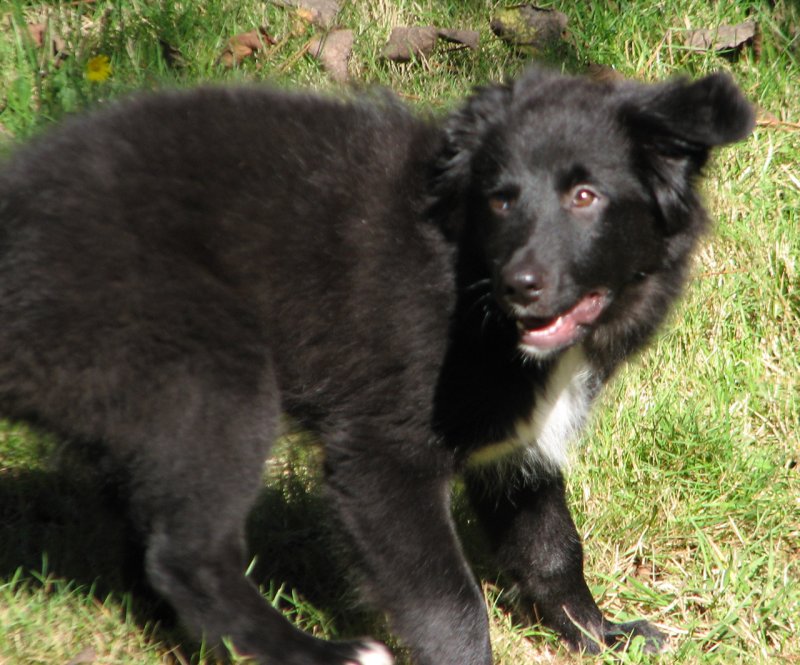 pup3.jpg