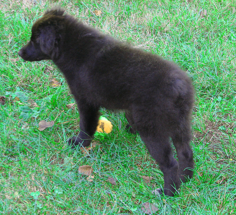 pup4.jpg