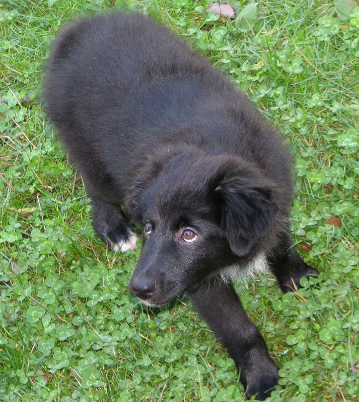 pup5.jpg