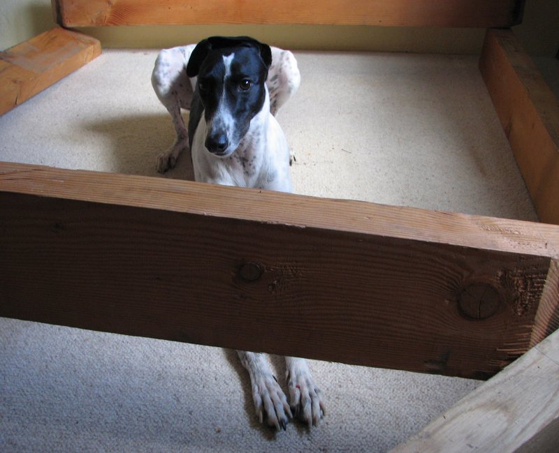 carlowdawg106.jpg