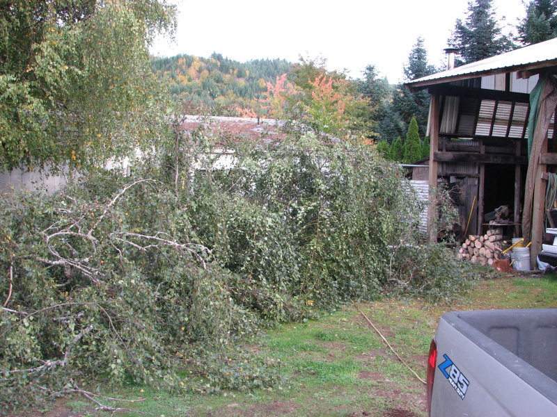 After pullin down the Alder/Birch leaning over the house