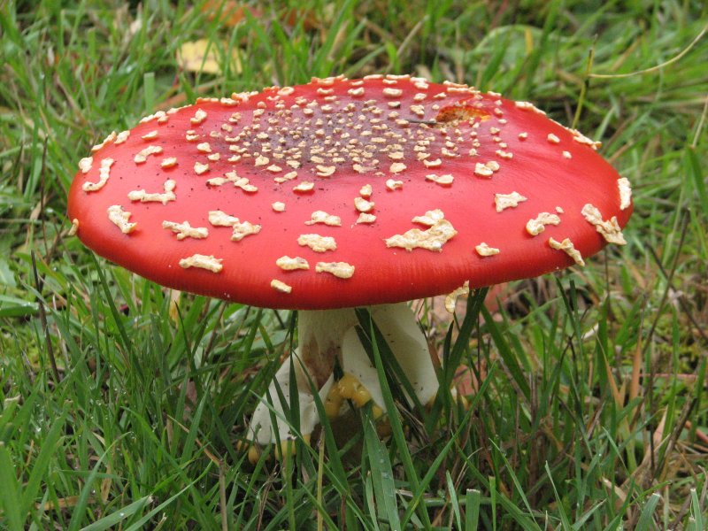 Amanita Muscaria