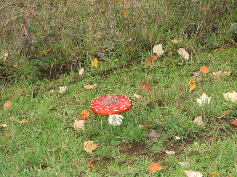 Amanita Muscaria