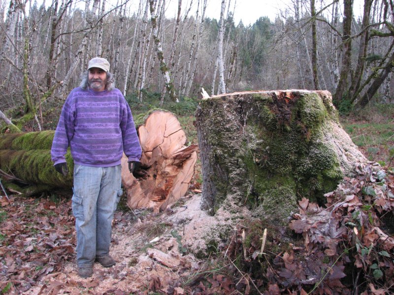 big leaf maple felled