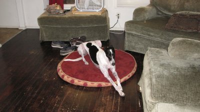 Greyhound Carlow on her bed