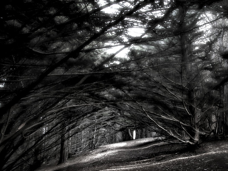 B&W Forest Series