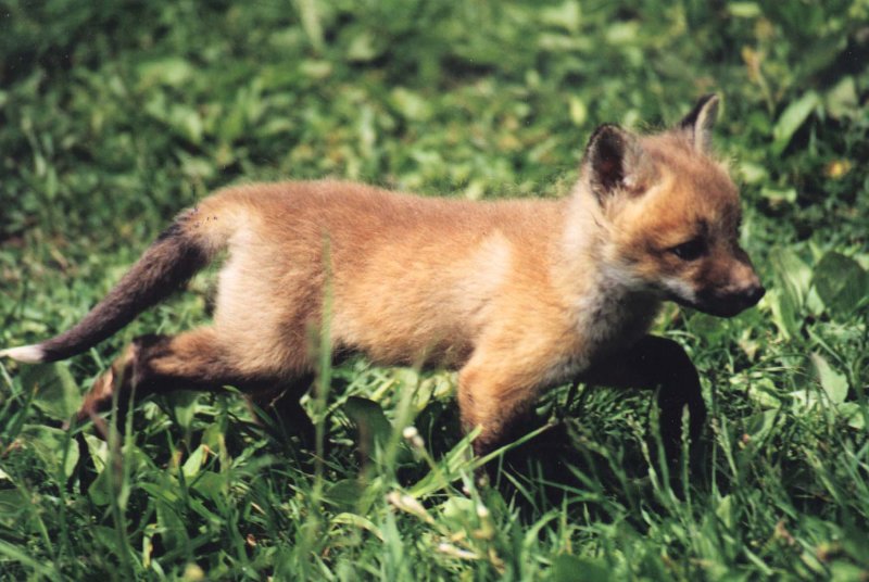 fox